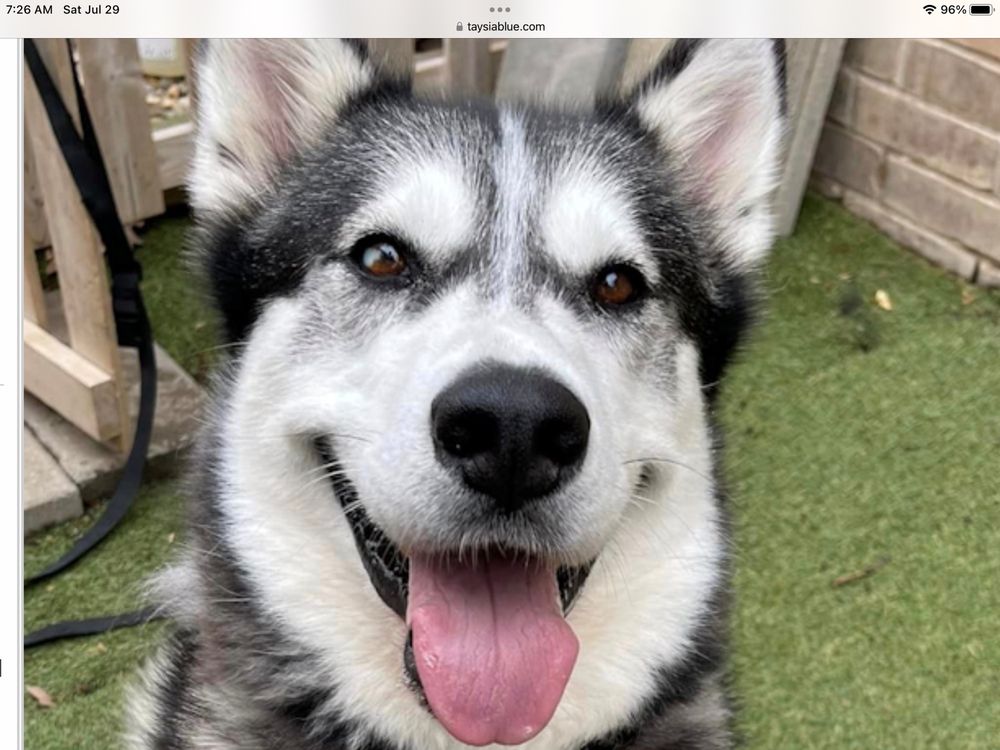 TAYSIA BLUE RESCUE Omaha, Nebraska Animal Shelters Yelp