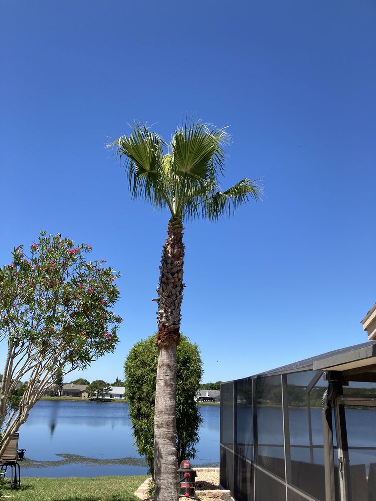 Champion Tree Care - tree service in Tampa, FL