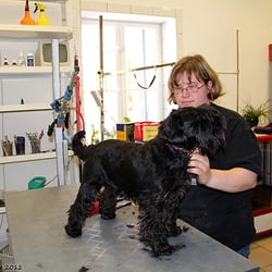 Zoohandlung & Hundefriseur - Melanie beim frisieren