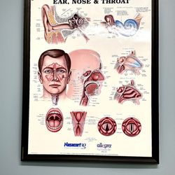 Siegel, Bosworth and Sorensen Division - Understanding your sinus issues.