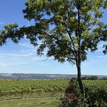 Airy Acres Vineyard - Incredible view! - Wineries Near Me - Interlaken, New York