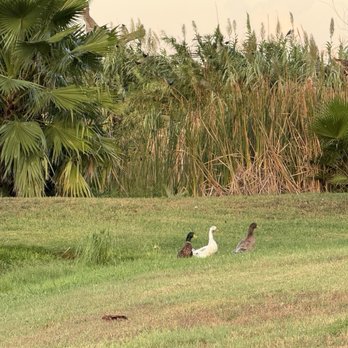 Lazy Palms Ranch - RV Parks Near Me - Edinburg, Texas Lazy Palms Ranch - RV Parks Near Me - Edinburg, Texas