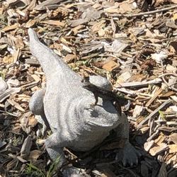 Grocery Outlet - A lizard
