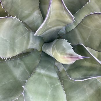Hualapai Canyon Trailhead - Large agave plant - Parks Near Me - Las Vegas, Nevada Hualapai Canyon Trailhead - Large agave plant - Parks Near Me - Las Vegas, Nevada
