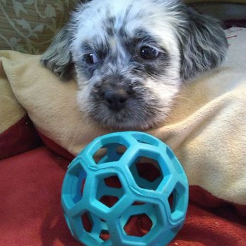 Little Wolf Rescue - Pet Adoption Near Me