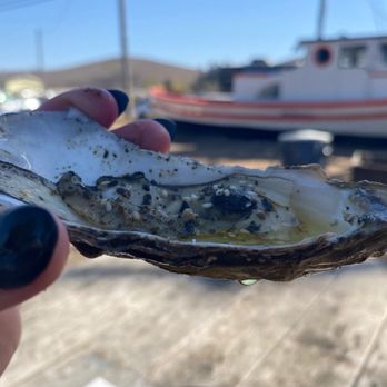 Bodega Bay Oyster - Oysters please - Seafood Markets Near Me - Petaluma, California Bodega Bay Oyster - Oysters please - Seafood Markets Near Me - Petaluma, California