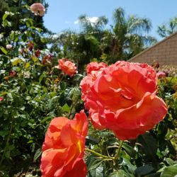 Camarillo Spring Garden Tour