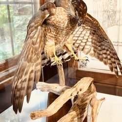 Brecksville Reservation - Birds at the Nature Center