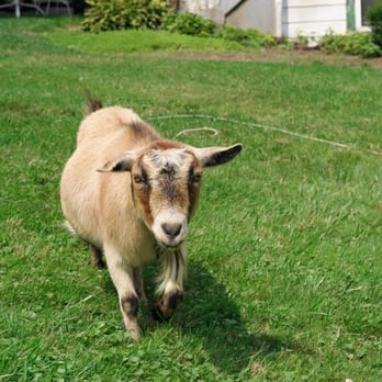 Eichner’s Farm Market - The Lawnmower Became Curious. - Farmers Market Near Me - Wexford, Pennsylvania