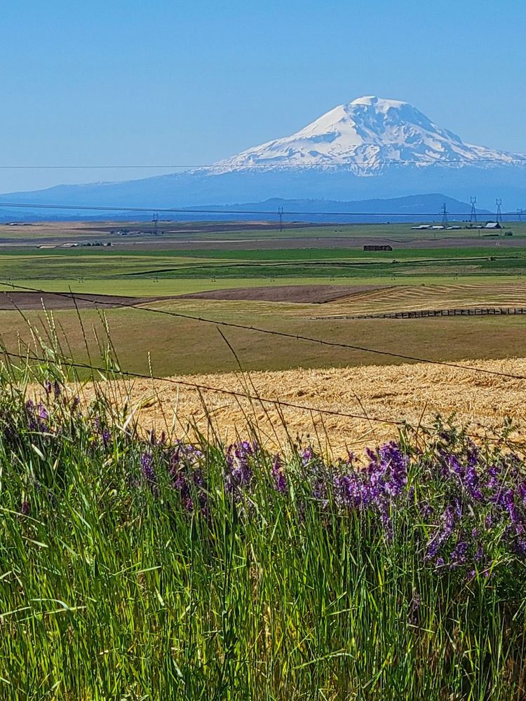 GOLDENDALE MOUNTAIN IDENTIFIER Updated September 2024 13 Photos