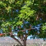 Tree Of Life Tree Service