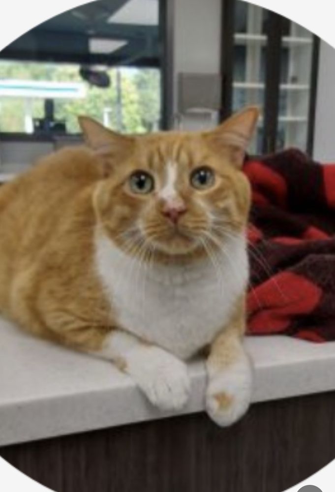 DIXIE VETERINARY HOSPITAL Updated August 2024 6547 Dixie Hwy