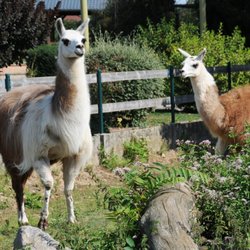 Cigoland - Les lamas