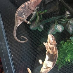 National Grid - Because they decided to cut our power- we lost two female panther chameleons last night. NO notice. We JUST moved into our new house.