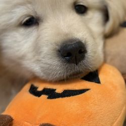 Famn Damily Farm - Halloween shenanigans!