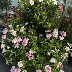Leider Greenhouses & Garden Center - Verbena