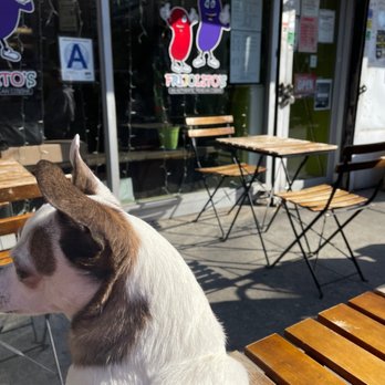 Frijolito's - a dog sitting on a bench - Mexican Near Me - New York, New York Frijolito's - a dog sitting on a bench - Mexican Near Me - New York, New York
