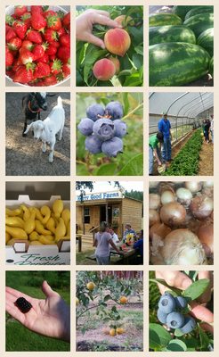 Berry Good Farms by null