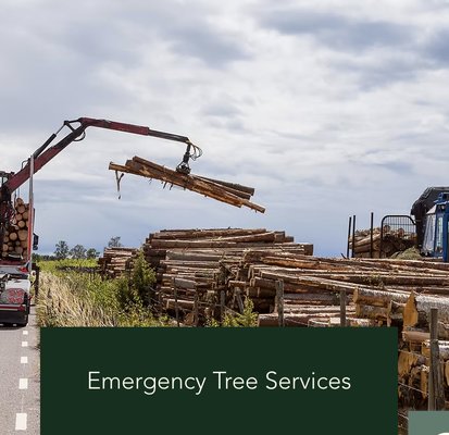 Emergency Tree Service - New Horizons Tree Care LLC is a professional tree business specializing in hazard tree removal and view clearing for homeowners and businesses in Western North Carolina and surrounding areas. We are dedicated to providing expert tree care services to our clients, and we take pride in our ability to handle big trees and hazardous tree removal with precision and safety. Emergency Tree Service - New Horizons Tree Care LLC is a professional tree business specializing in hazard tree removal and view clearing for homeowners and businesses in Western North Carolina and surrounding areas. We are dedicated to providing expert tree care services to our clients, and we take pride in our ability to handle big trees and hazardous tree removal with precision and safety.