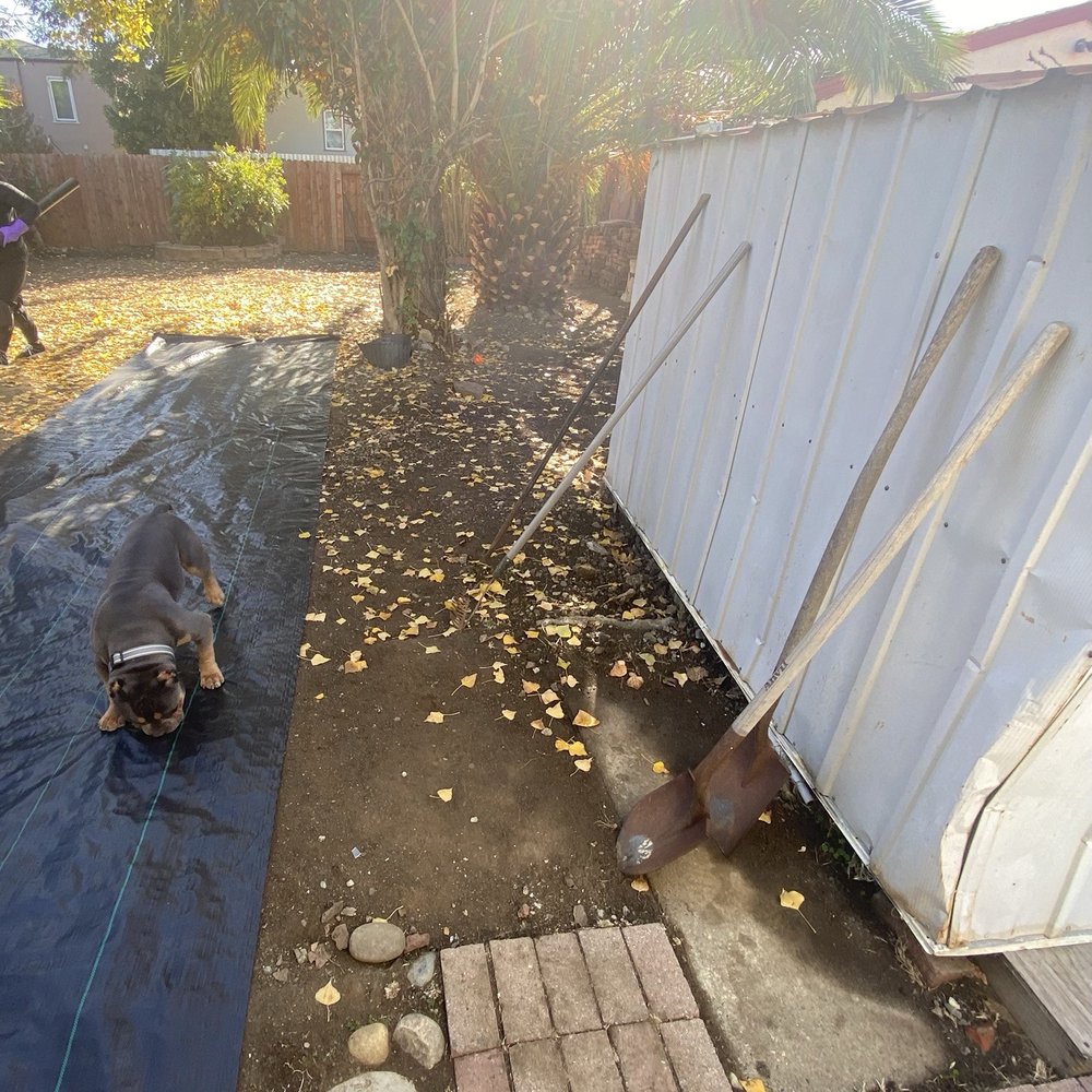 Bay Area Tree Pro - BEFORE - Palm tree and Poplar tree, Stump with bush in rear of yard - Tree Services Near Me Bay Area Tree Pro - BEFORE - Palm tree and Poplar tree, Stump with bush in rear of yard - Tree Services Near Me