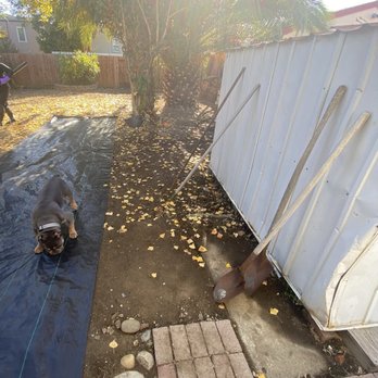 Bay Area Tree Pro - BEFORE - Palm tree and Poplar tree, Stump with bush in rear of yard - Tree Services Near Me