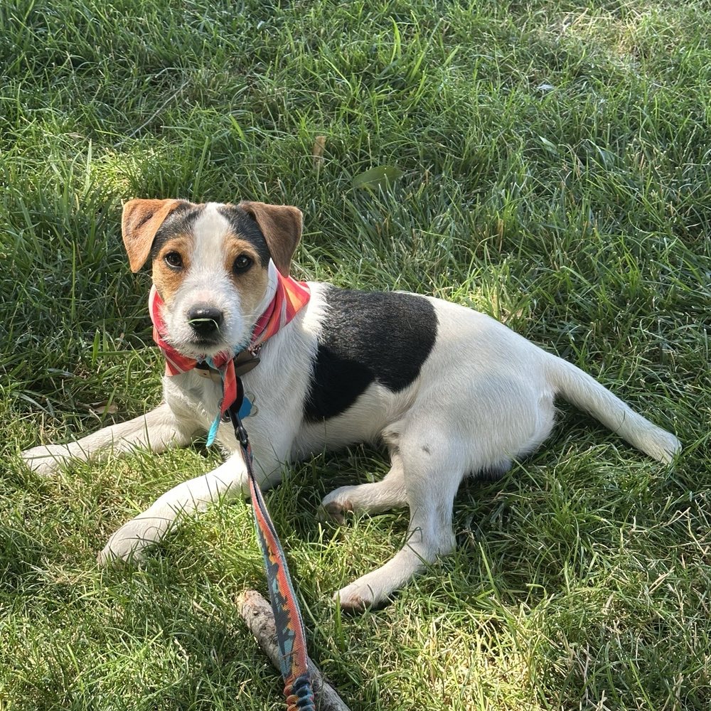 Williamson Orchards & Vineyards - The dogs enjoyed the outdoor seating and shady grass. - Wineries Near Me - Caldwell, Idaho Williamson Orchards & Vineyards - The dogs enjoyed the outdoor seating and shady grass. - Wineries Near Me - Caldwell, Idaho