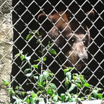 Everglades Outpost - Biggggg bear!! - Zoos Near Me - Homestead, Florida
