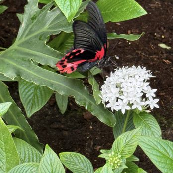 The Butterfly Place - Botanical Gardens Near Me - Westford, Massachusetts