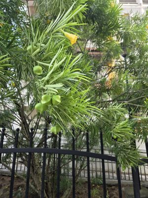 Kong Meng San Phor Kark See Monastery by null