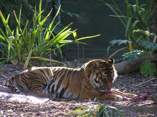 Adelaide Zoo by null