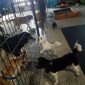 Fuzzz PlayGround - Pet Boarding Near Me - Grove City, Ohio