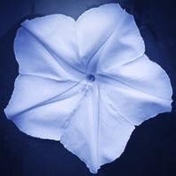 Moonflower - Psychics On Cape Cod