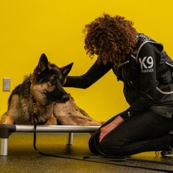 Precision Dog Training Academy