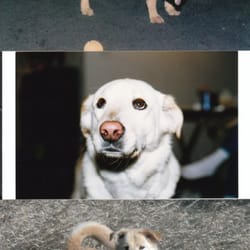 Walk Diggity Dog - Ludwig - my boy. I miss you! Read the story at WalkDiggityDog.com under "Lost Friends"