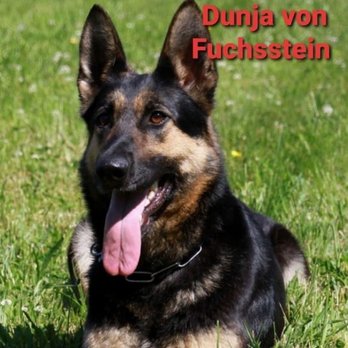 Tanzer German Shepherd Dogs - Pet Breeders Near Me - Menifee, California Tanzer German Shepherd Dogs - Pet Breeders Near Me - Menifee, California
