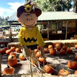 O'Halloran's Apple Trail Ranch - Visiting the Pumpkin Patch today! ! Like Charlie Brown, hoping to see the Great Pumpkin!!