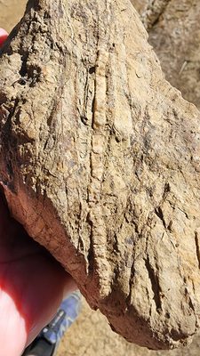 Anthony Chabot Regional Park by null