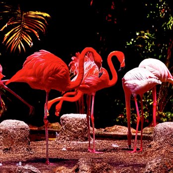 Flamingo Gardens - "Electric pink flamingos" @ Flamingo Gardens La vie en rose OuiOui. - Botanical Gardens Near Me - Davie, Florida Flamingo Gardens - "Electric pink flamingos" @ Flamingo Gardens La vie en rose OuiOui. - Botanical Gardens Near Me - Davie, Florida