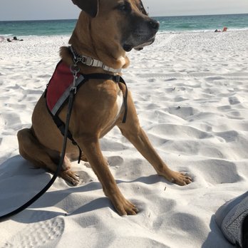 K9 Collab - Pet Training Near Me - San Antonio, Texas K9 Collab - Pet Training Near Me - San Antonio, Texas