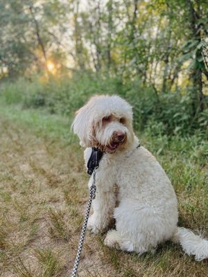 Capital Pet Food and Supply, 17500 S Cicero Ave, Country Club Hills, IL  60478, US - MapQuest