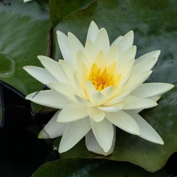 Schnormeier Gardens - White water lily - Botanical Gardens Near Me - Gambier, Ohio