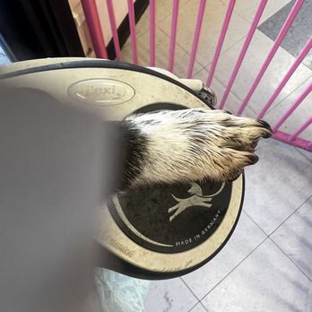 Je Tadore Pet Salon - Bloody paw, after they cleaned it. Wish I had a photo of before. - Pet Groomers Near Me - Montrose, California Je Tadore Pet Salon - Bloody paw, after they cleaned it. Wish I had a photo of before. - Pet Groomers Near Me - Montrose, California
