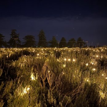 123 Farm - Christmas lights in the lavender fields - Farmers Market Near Me - Cherry Valley, California 123 Farm - Christmas lights in the lavender fields - Farmers Market Near Me - Cherry Valley, California
