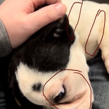 The Dog House - Coat is yellow, orange and red. The yeast and conditions are disgusting. - Pet Stores Near Me - Manchester, Connecticut The Dog House - Coat is yellow, orange and red. The yeast and conditions are disgusting. - Pet Stores Near Me - Manchester, Connecticut