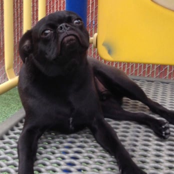Doggie District - Paradise Valley - Meatball hanging out on the playground - Pet Groomers Near Me - Phoenix, Arizona