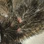Photo of Sea Girt Animal Hospital