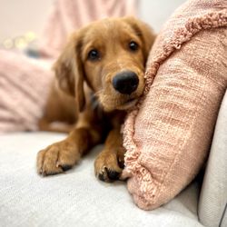 NorCal Golden Retriever Rescue - Parker, 4 months