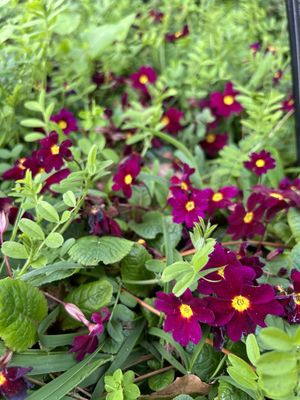 Wellington Botanic Garden by null