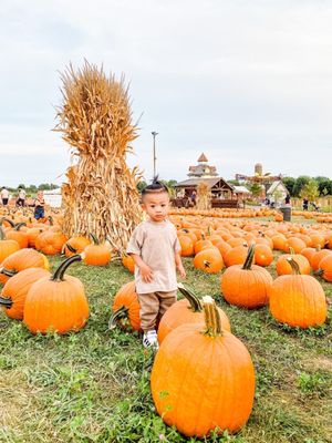 Bengtson's Pumpkin Farm and Fall Fest by null