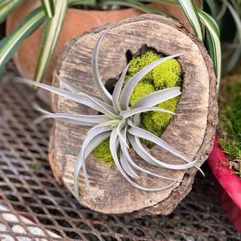 Mill Creek Gardens - Air plant - Nurseries & Gardening Near Me - Pocahontas, Arkansas Mill Creek Gardens - Air plant - Nurseries & Gardening Near Me - Pocahontas, Arkansas